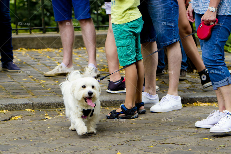 Cute and small white puppy, pet dogs