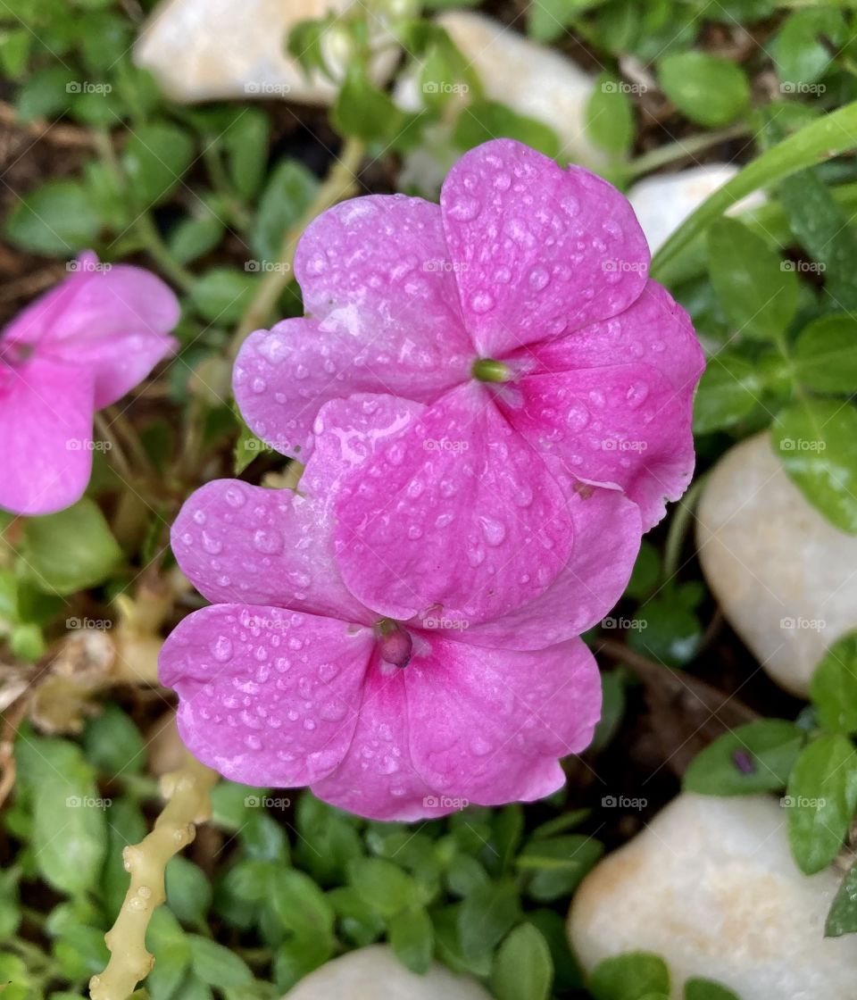 🌹 🇺🇸 Very beautiful flowers to brighten our day.  Live nature and its beauty. Did you like the delicate petals? / 🇧🇷 Flores muito bonitas para alegrar nosso dia. Viva a natureza e sua beleza. Gostaram das pétalas delicadas? 