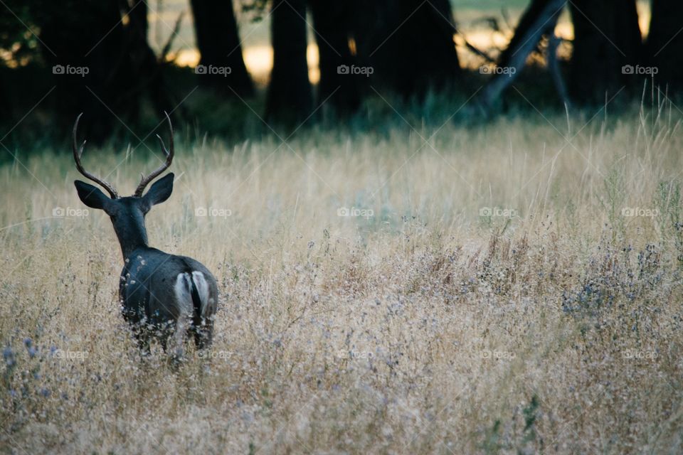Close-up of deer in field