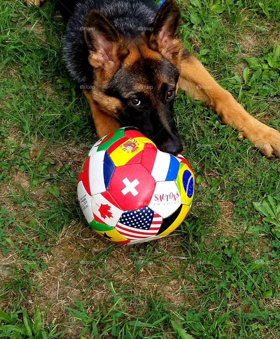 Happy Pet with Solid Gold