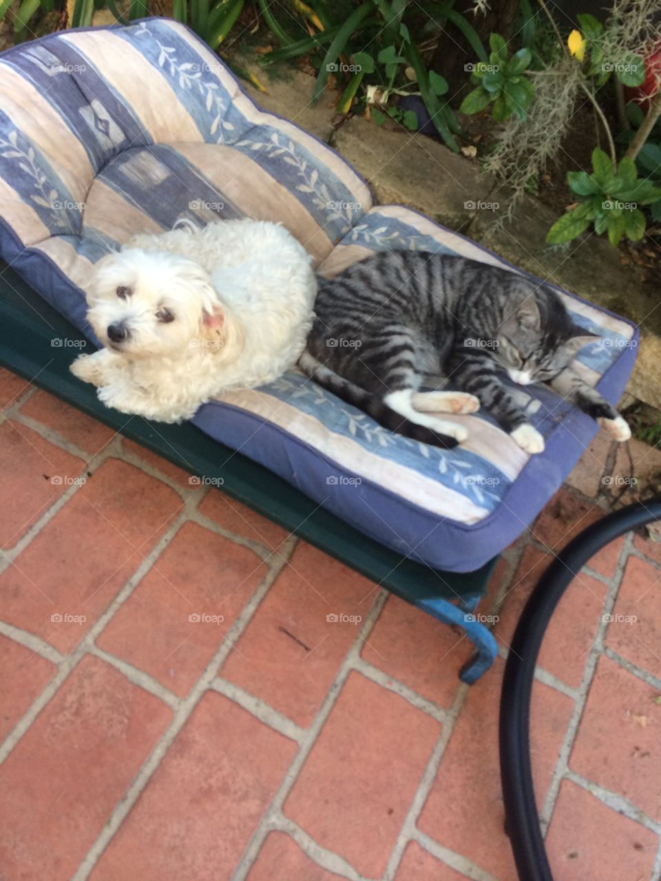 Cat and dog share a nap