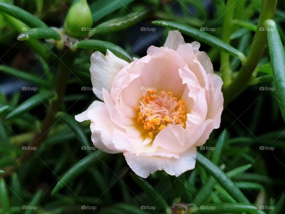 the Portulaca Grandiflora