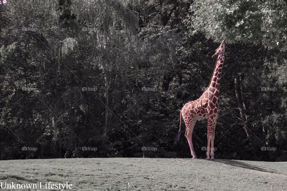 I spy.... a giraffe