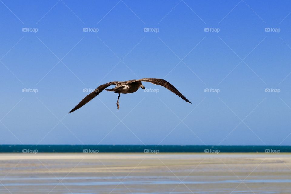 Soaring: lone full flying over tropical ocean and beach on clear blue day