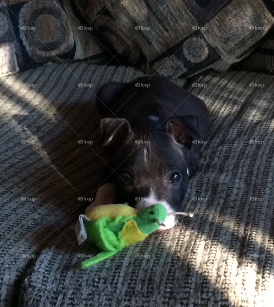 Puppy playing with a squeaky toy 