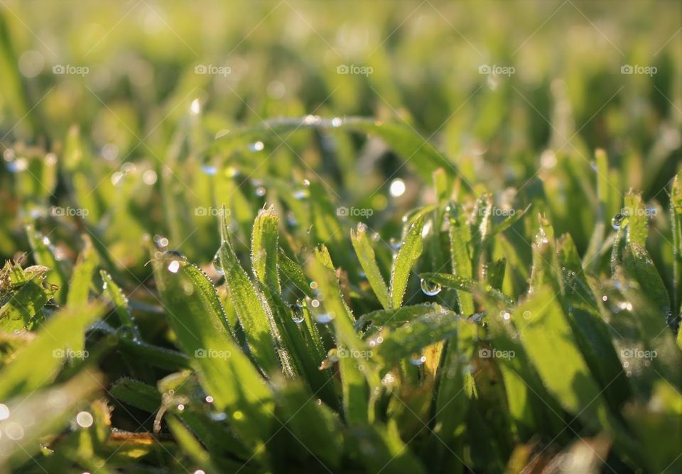 Sparkling dewey grass after the rain