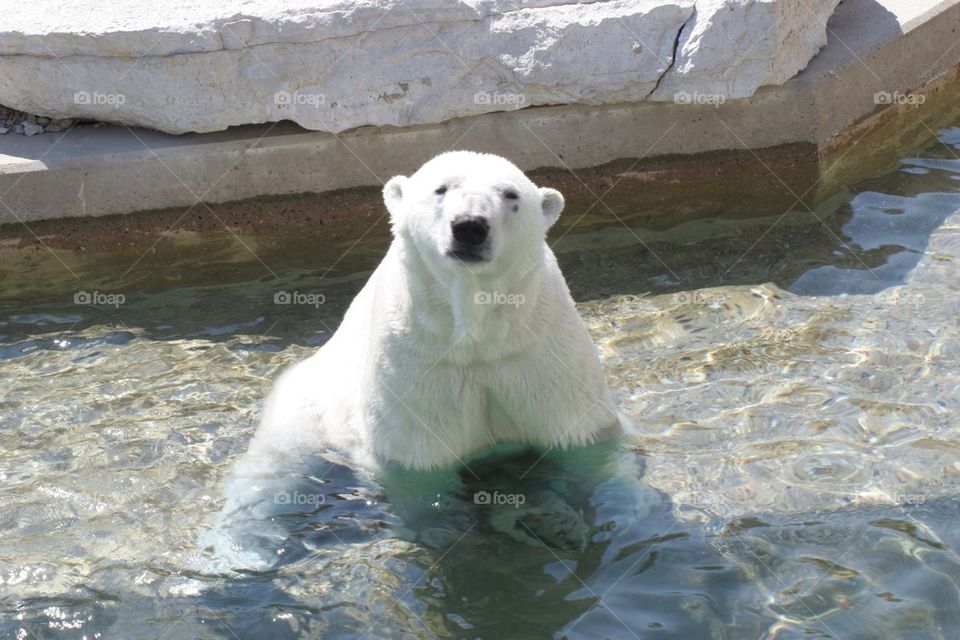 Polar bear looking at camera