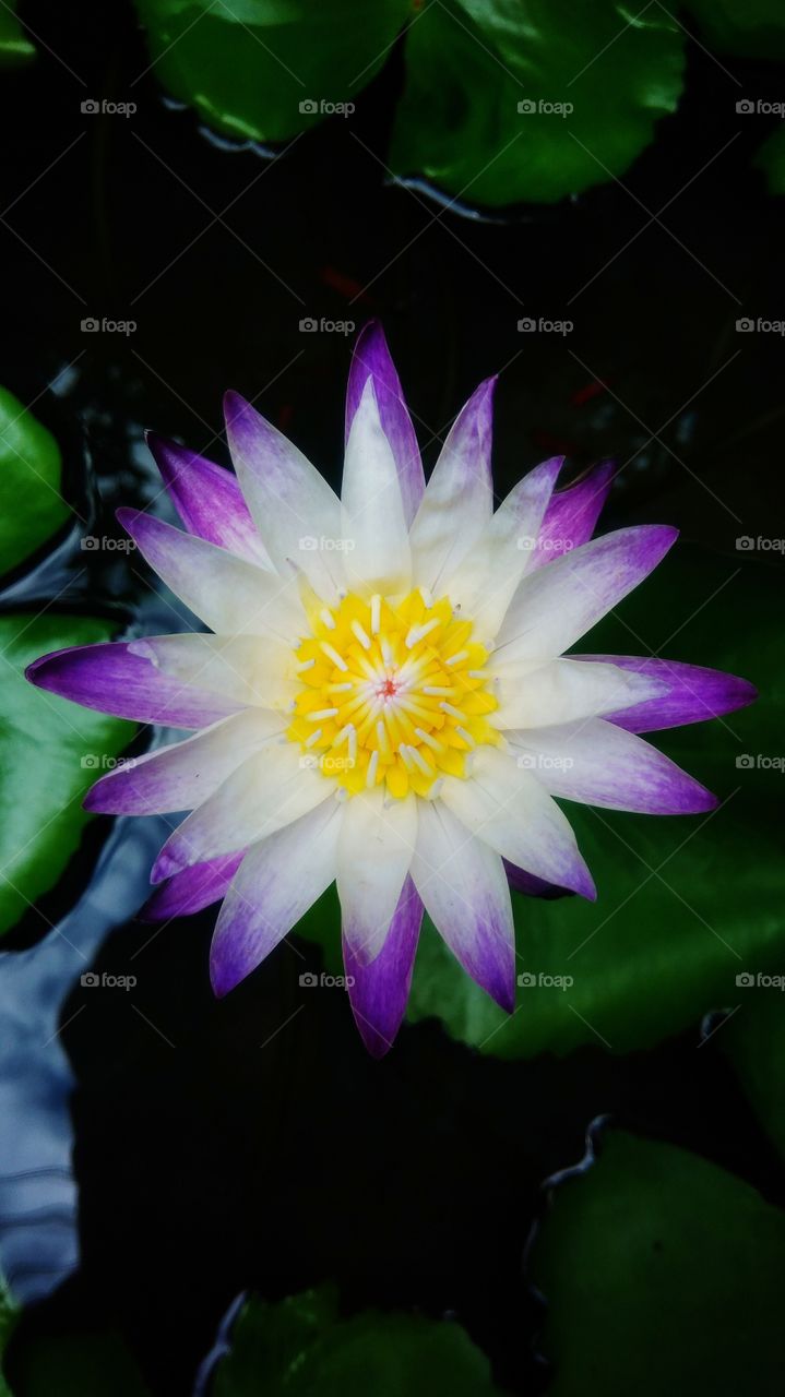 Beautiful purple lotus flower with green leaf background