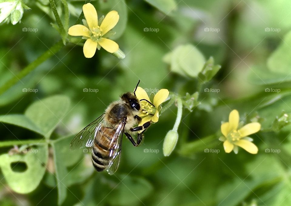 Honey bee on flower