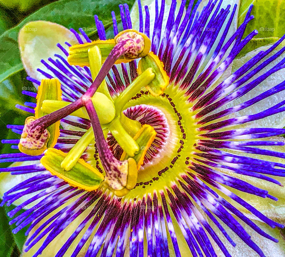 Tightly cropped image of a blue passionflower 