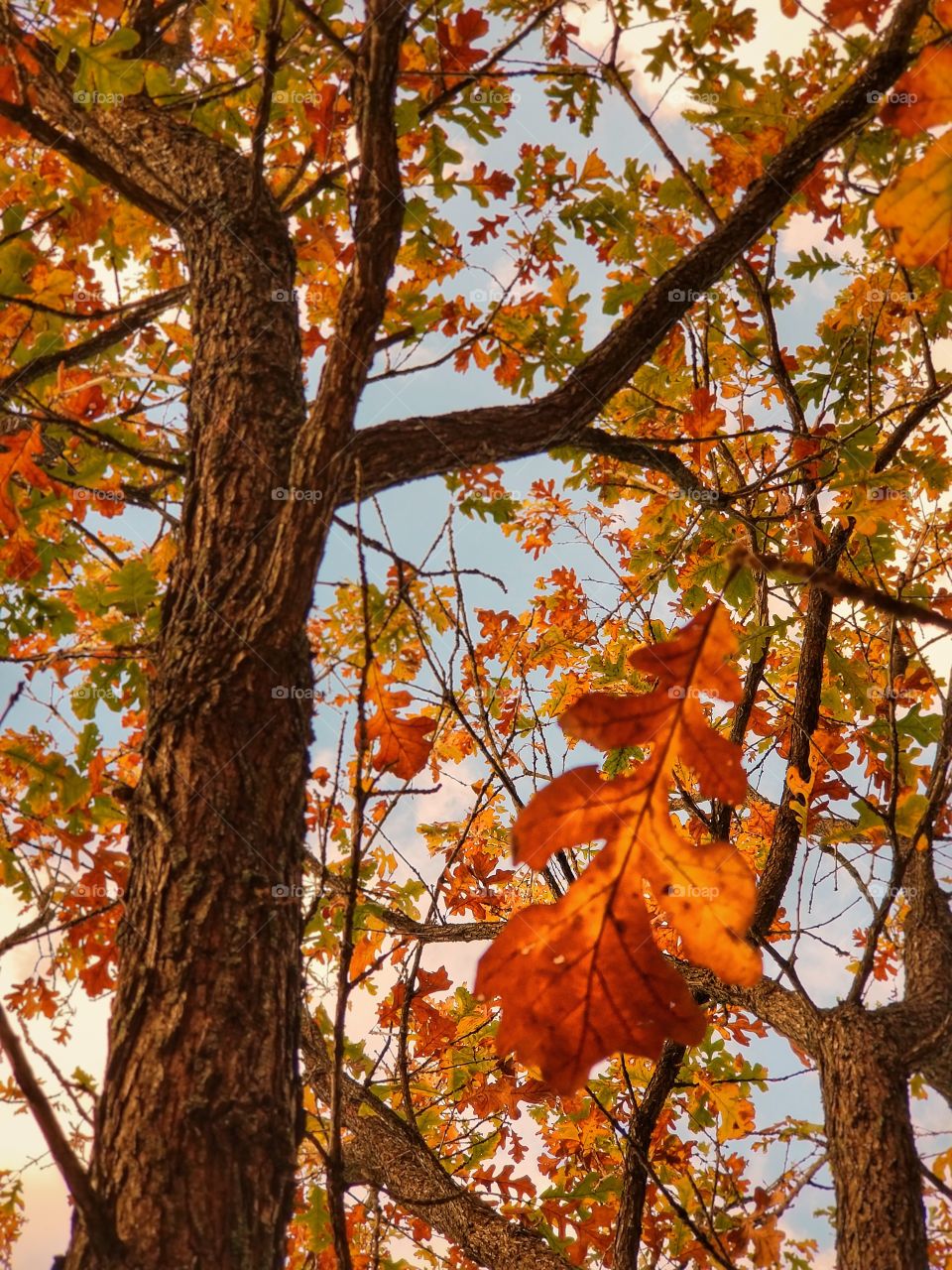 Burr Oak Tree in Fall