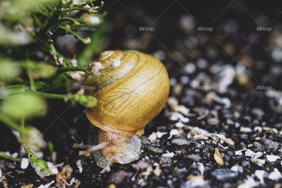Snail By A Plant, Snail After The Rain, Slow Moving Snail, Colorful Snail Shell, Snail In The Garden, Snail In The Flower Bed 