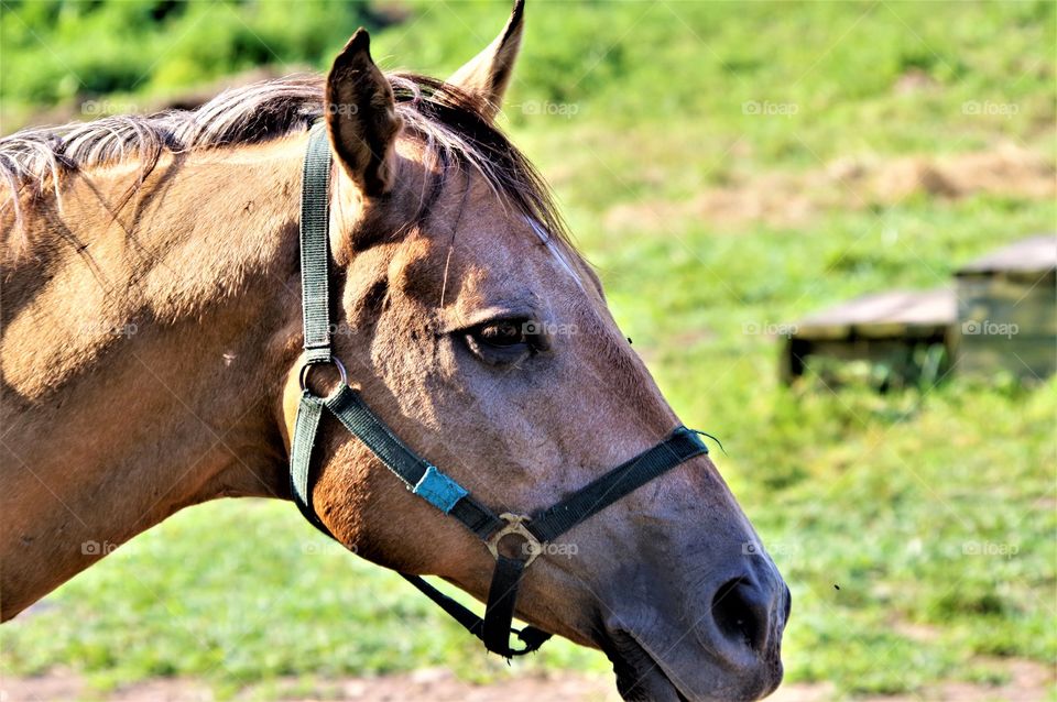 Horse head