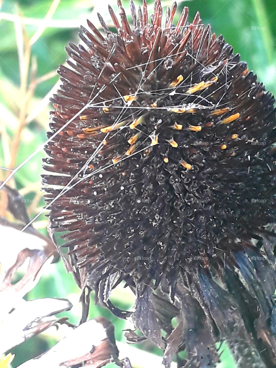 macro picture of brown dry echinacea head with cobweb threads