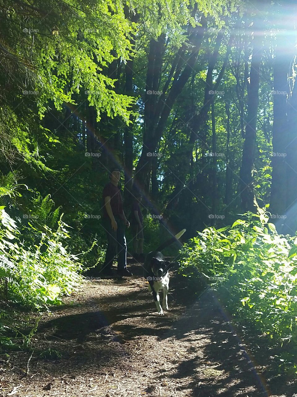 Pacific Northwest in June. Sun shining and happy doge.