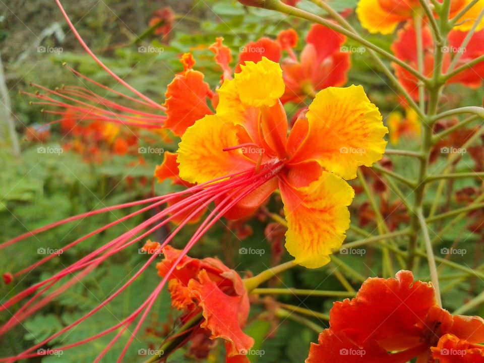 flam boyant flower. beautiful flower