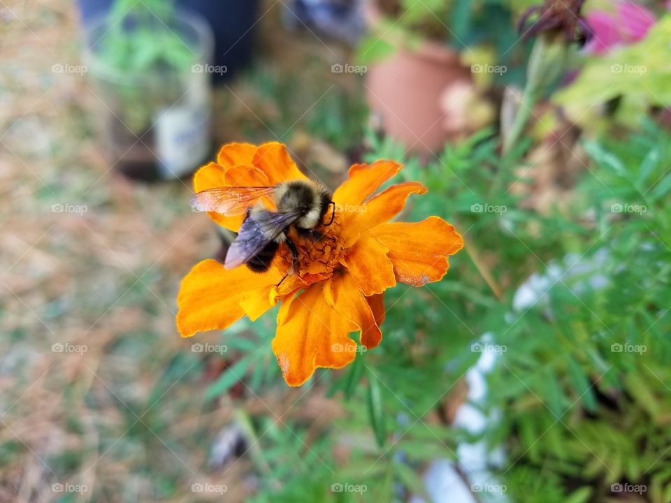 bee in my backyard