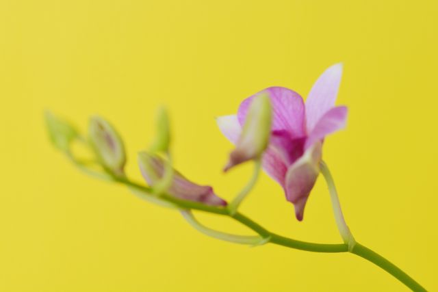 Orchid flower at my house 