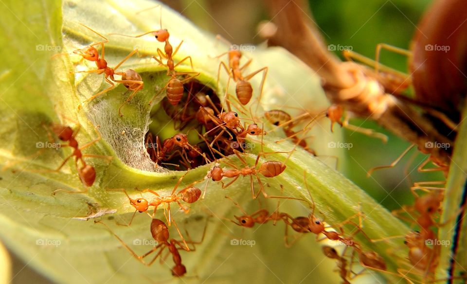 WE ARE ONE (Unity Is Strength)