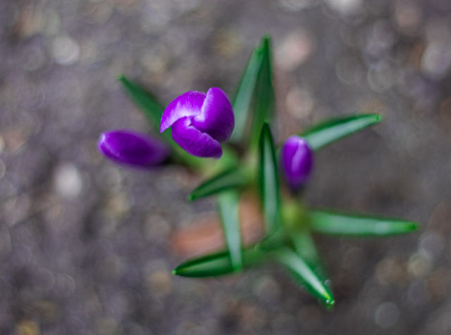 Spring is coming