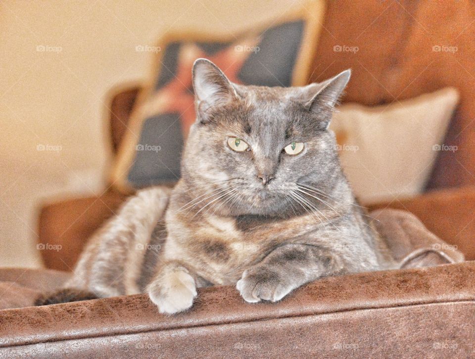 Cat on couch. 