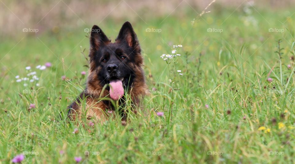 Grass, Dog, Cute, Animal, Pet