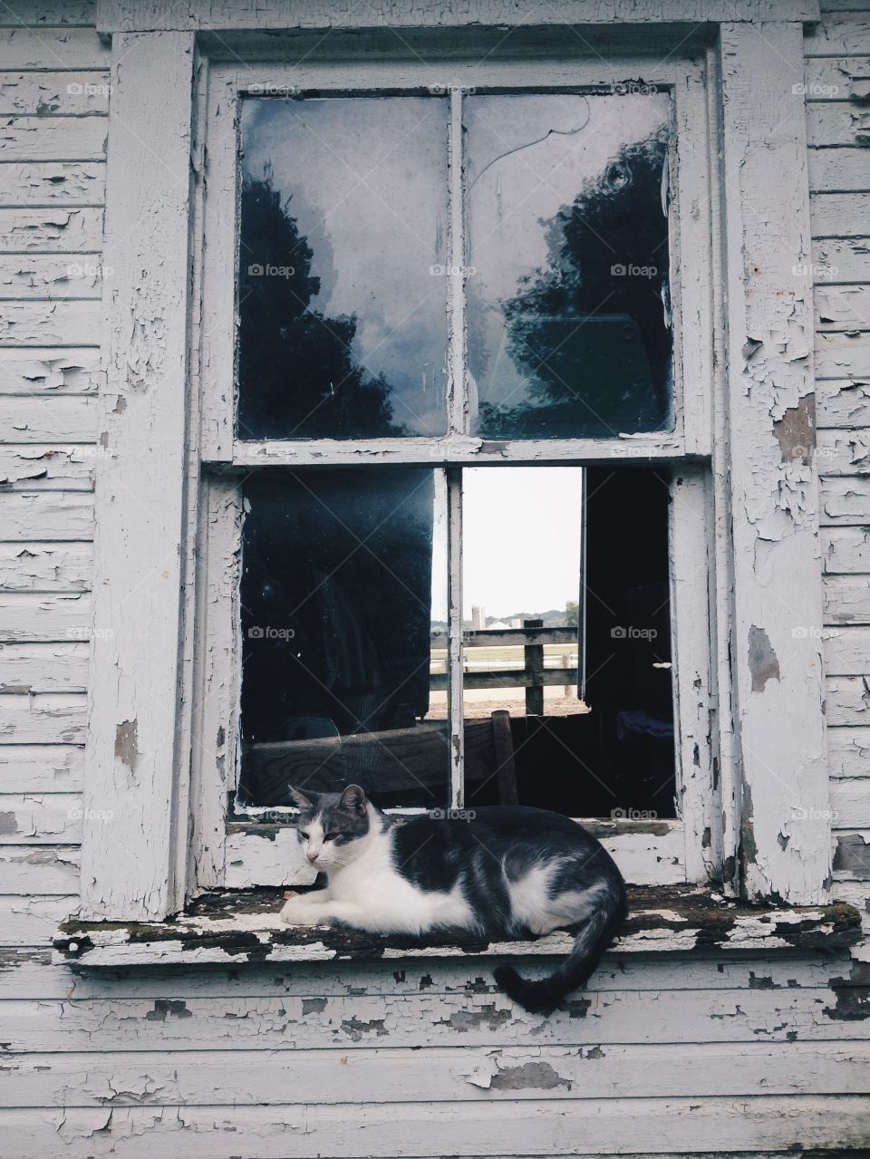 Cat on a window 