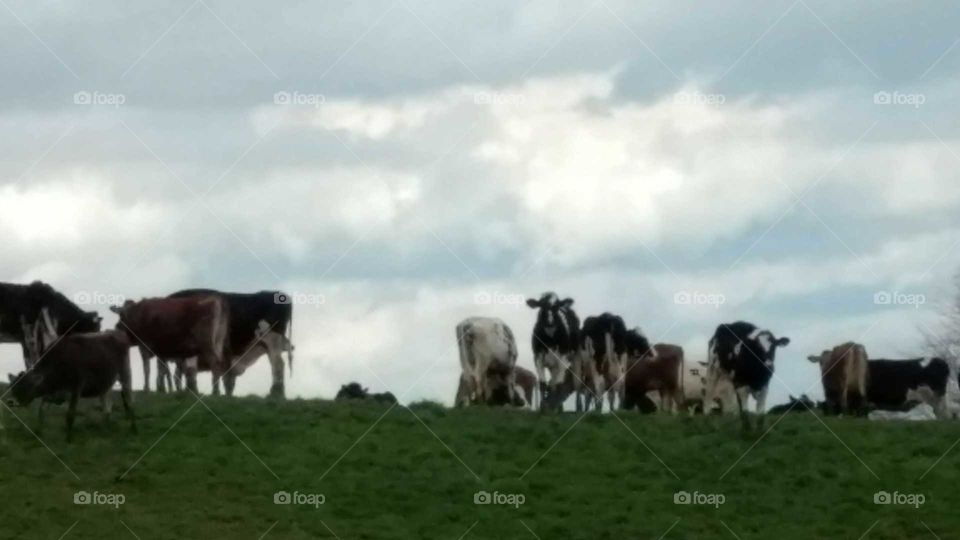 Mammal, Livestock, Cattle, Agriculture, Farm