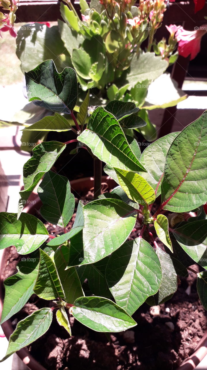 plants on the window
