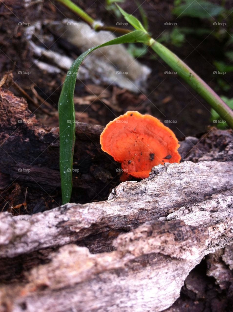 Tree fungi