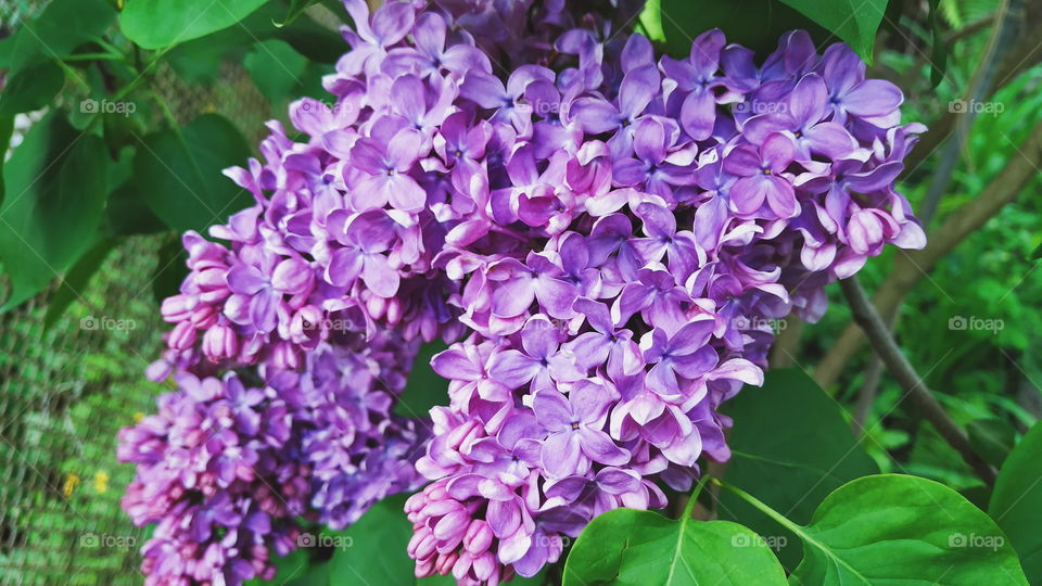 blooming lilac