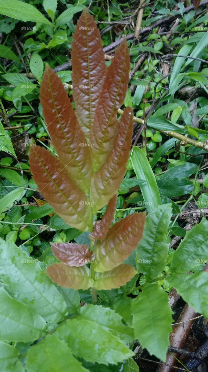 FOLHAS GALHO ÁRVORE Rhus typhina L.