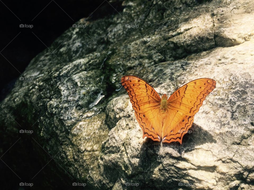 some Place In What the floor I found The Butterfly on the rock