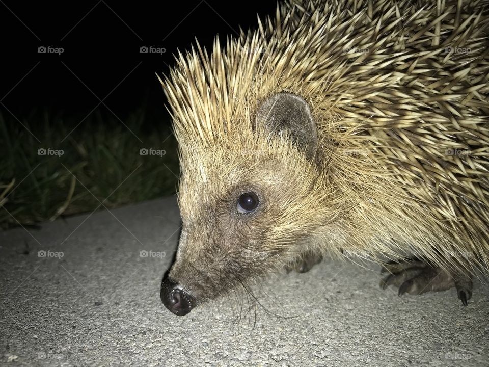 Hedgehog