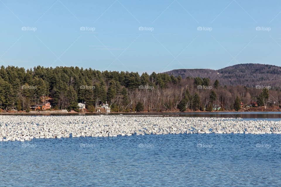 Landscape, Lake, Water, Tree, Snow
