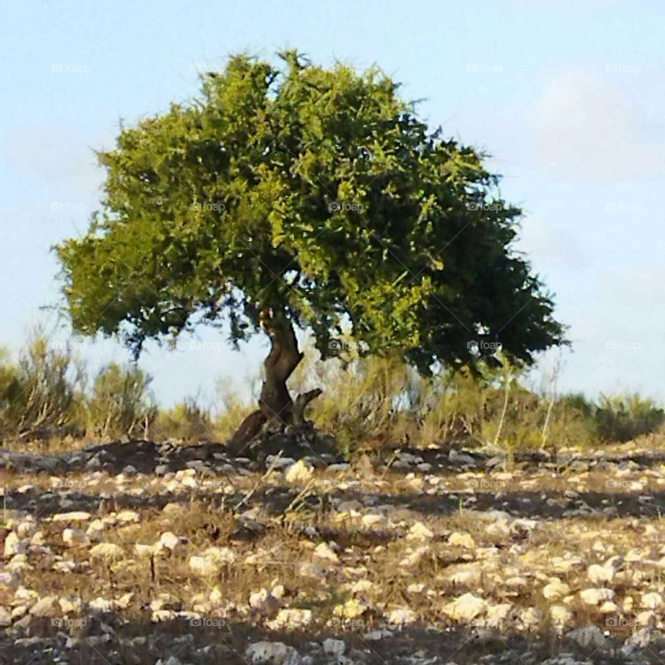 Argania spinosa tree at essaouira city in Morocco