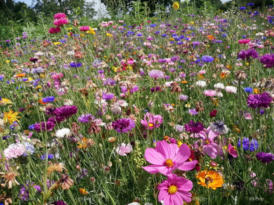 Wildflowers