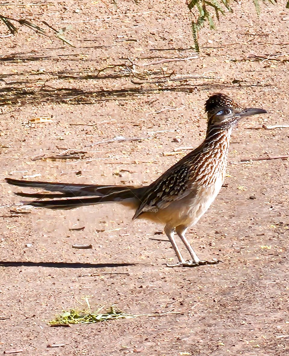 A Roadrunner peers ahead to look for snakes or lizards to eat or for possible disrupters