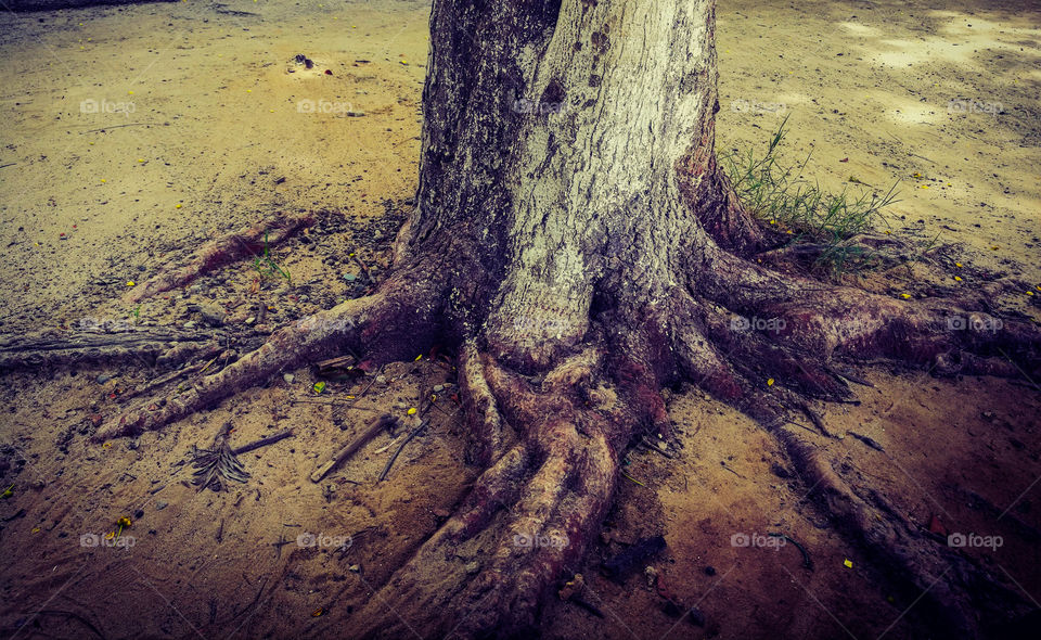 Roots of a tree