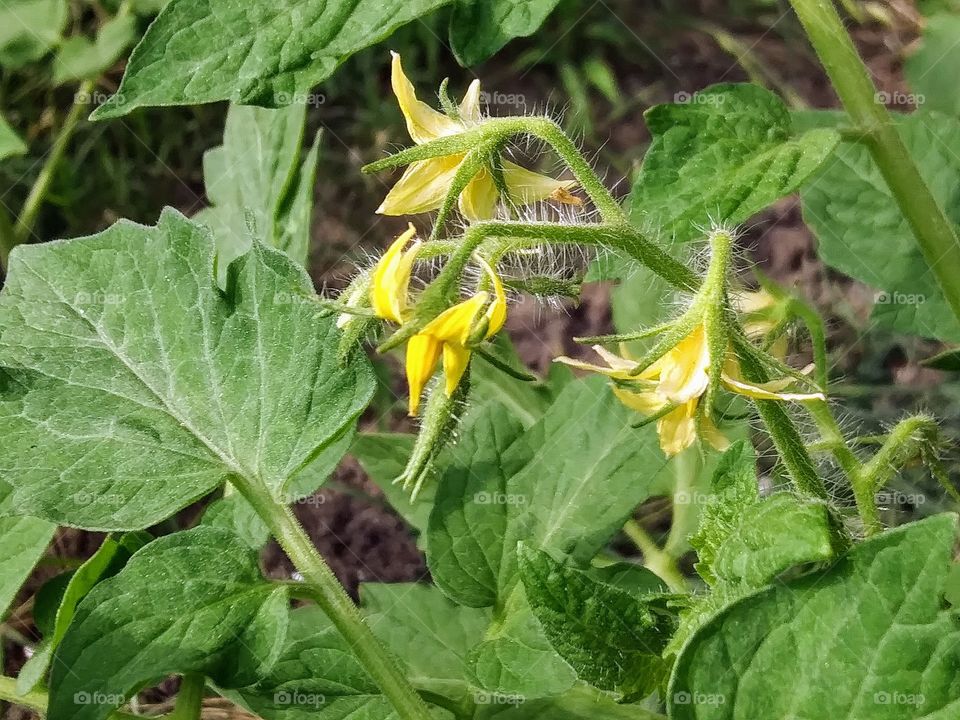 tomato blossoms