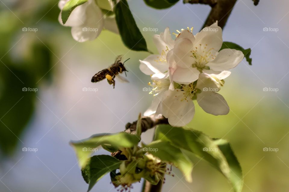 A honeybee flies towards spring blossoms