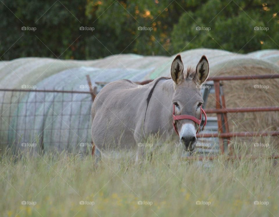 Donkey standing on the grassy field