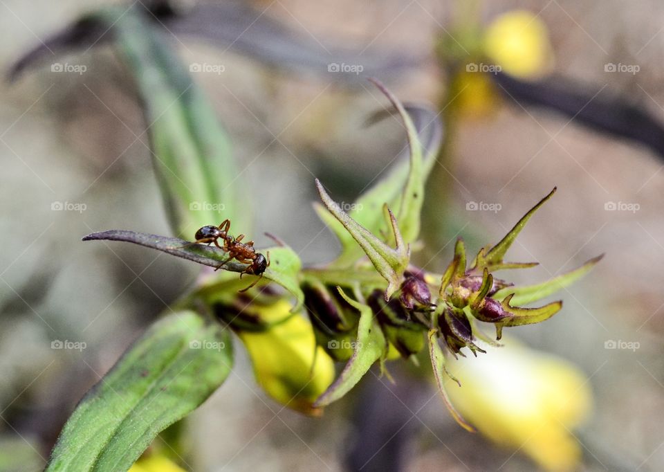 Ants on flower looking for Food
