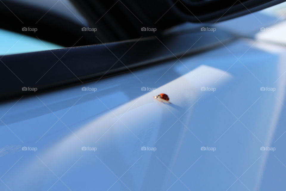 ladybug on a car door