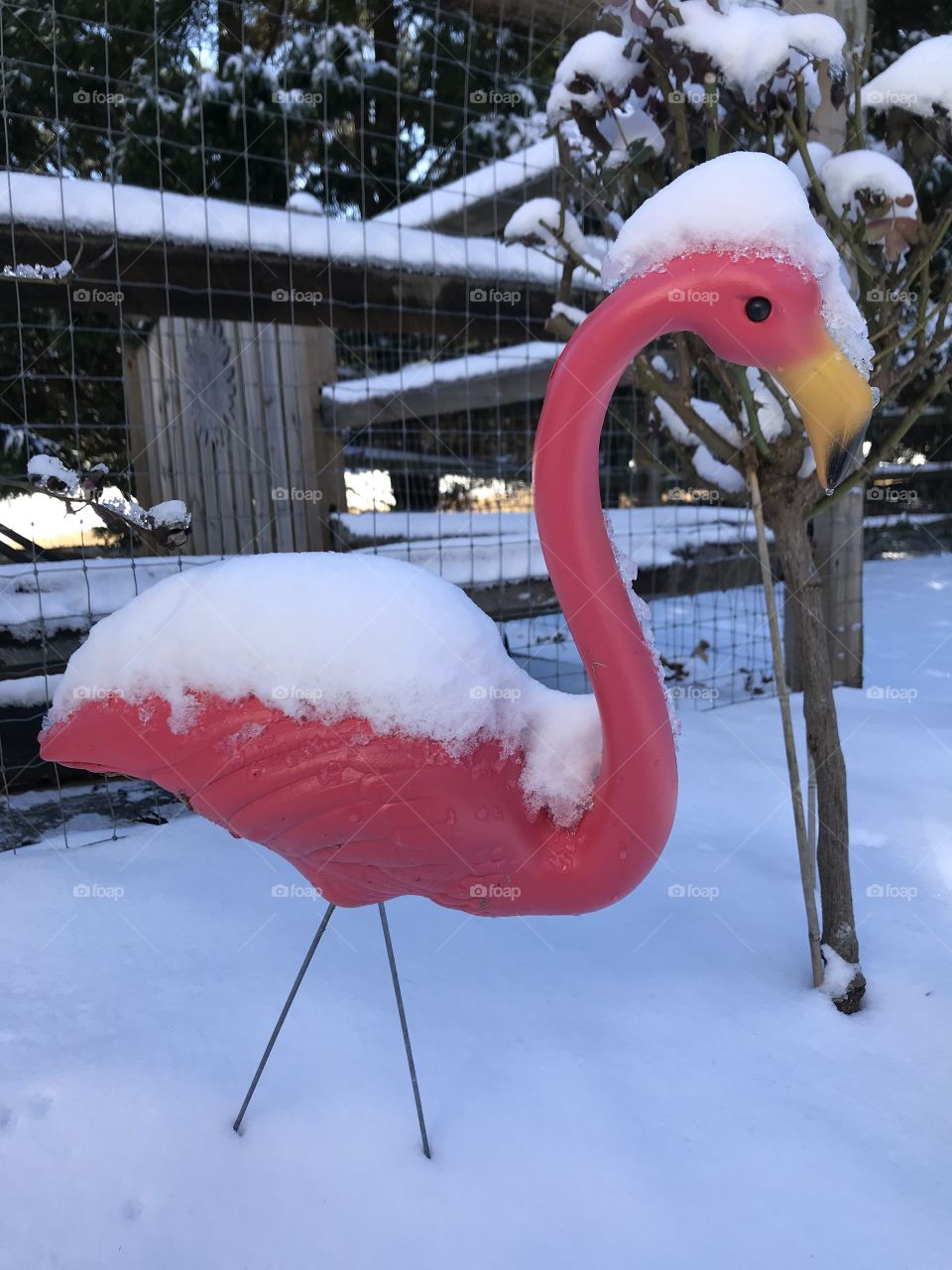Snow covered pink flamingo 