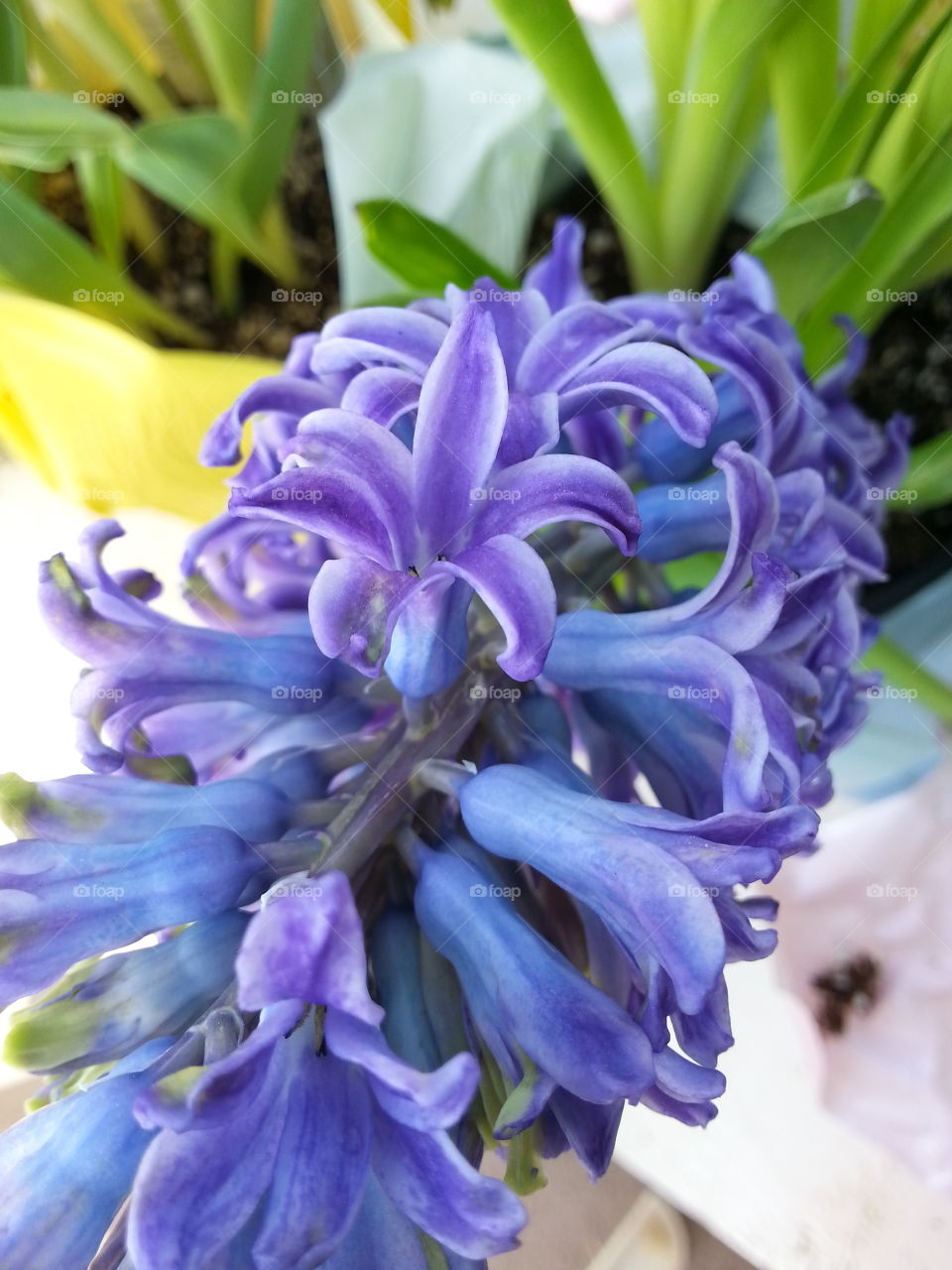 hyacinth