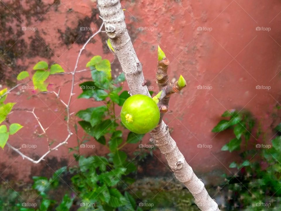 Wild plant fruit on tree