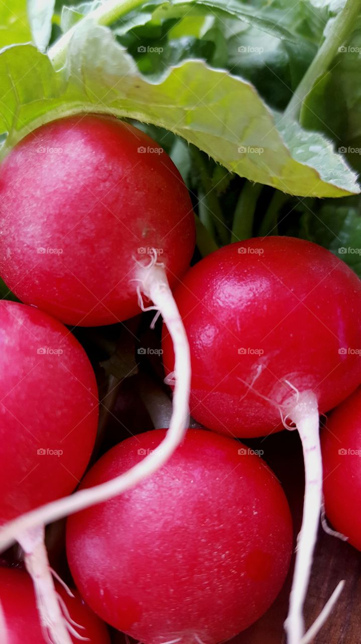 fresh red radishes