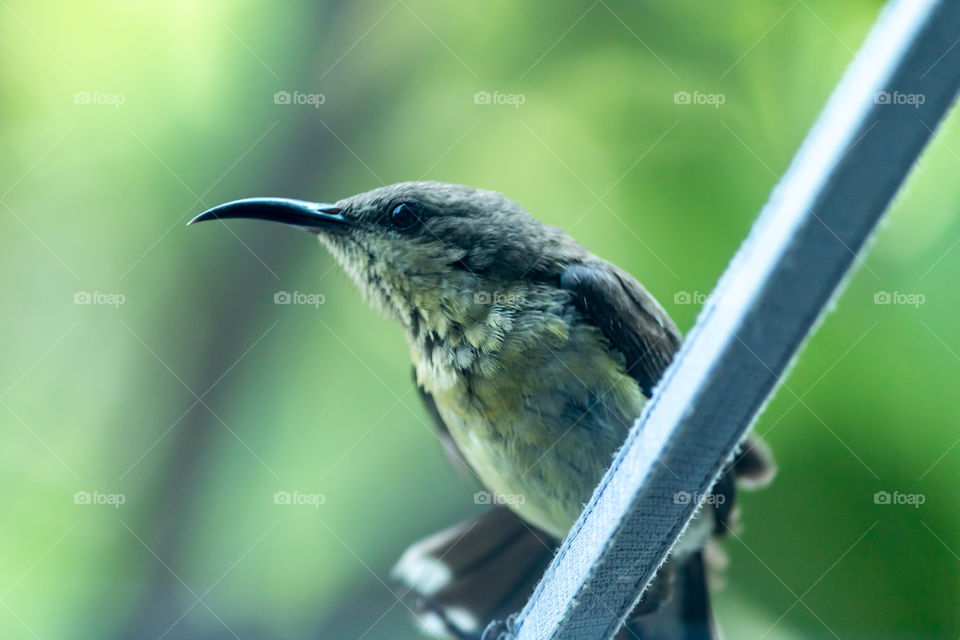 Bird, No Person, Wildlife, Outdoors, Nature