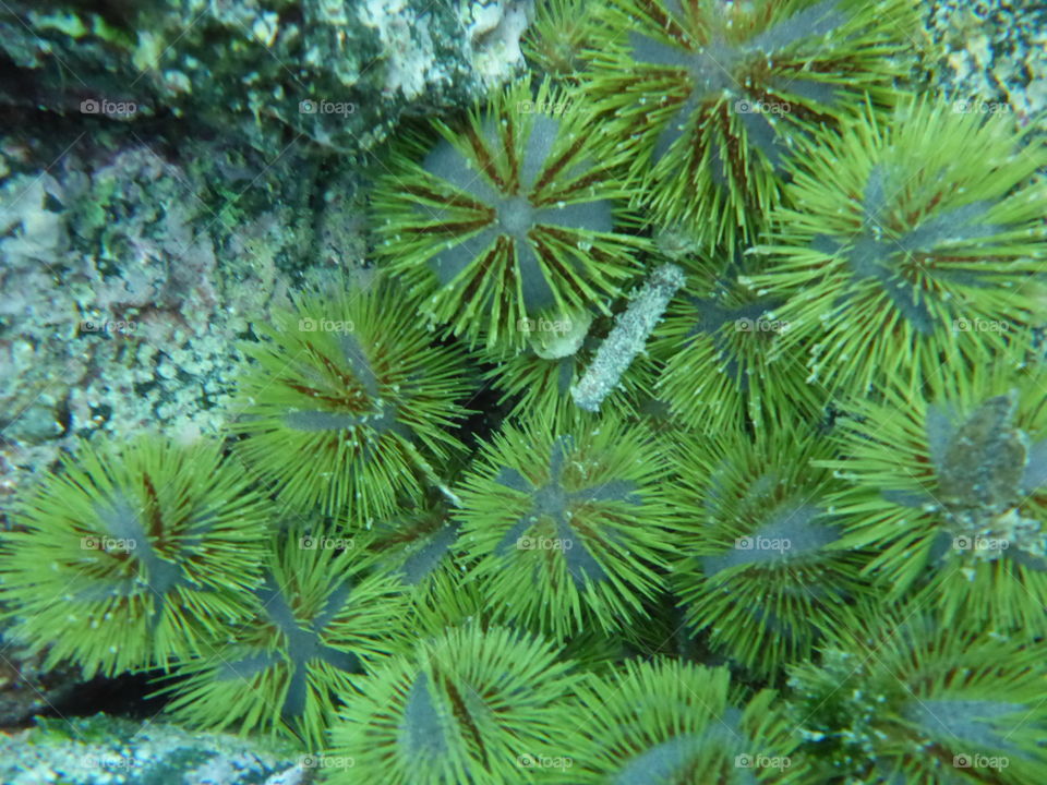 Sea urchins, Galapagos